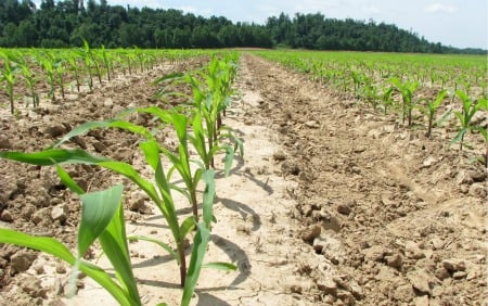 Corn rows